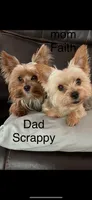 Payton, a female Yorkshire Terrier for sale in Belpre, OH – 2 of 10