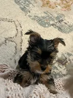 Payton, a female Yorkshire Terrier for sale in Belpre, OH – 7 of 10