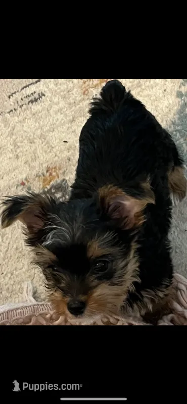 Payton – Yorkshire Terrier puppy for sale in Belpre, OH