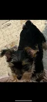 Payton, a female Yorkshire Terrier for sale in Belpre, OH – 1 of 10