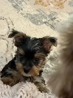 Payton, a female Yorkshire Terrier for sale in Belpre, OH – 5 of 10