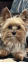 Payton, a female Yorkshire Terrier for sale in Belpre, OH – 10 of 10