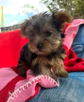 Toby, a male Yorkshire Terrier for sale in Fort Lauderdale, FL – Photo 1 of 2