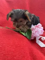 Toby, a male Yorkshire Terrier for sale in Fort Lauderdale, FL – Photo 2 of 2