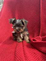 Hunter, a male Yorkshire Terrier for sale in Fort Lauderdale, FL – Photo 2 of 2
