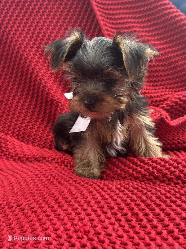 Hunter, a male Yorkshire Terrier for sale in Fort Lauderdale, FL – Photo 1 of 2