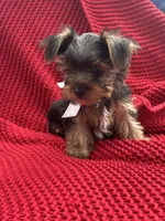 Hunter, a male Yorkshire Terrier for sale in Fort Lauderdale, FL – Photo 1 of 2