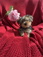 Max, a male Yorkshire Terrier for sale in Fort Lauderdale, FL – Photo 2 of 2