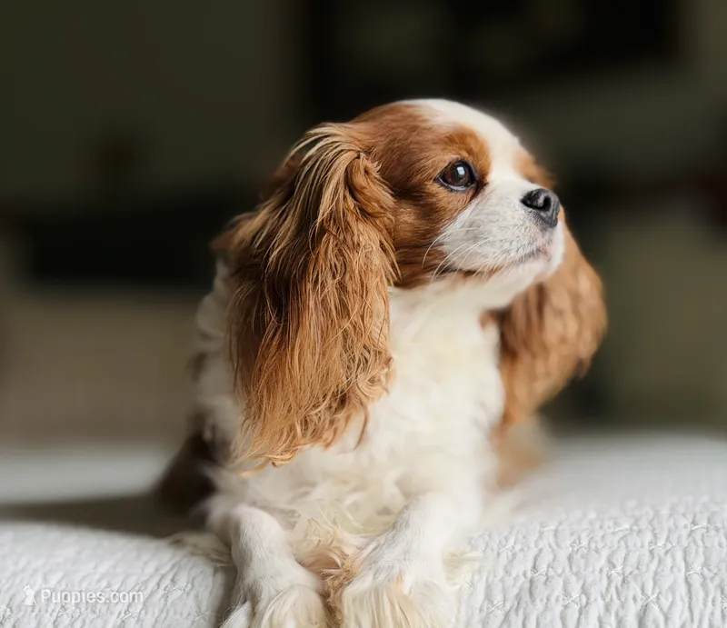 Emmy - AKC – Cavalier King Charles Spaniel puppy for sale in West Bend, IA