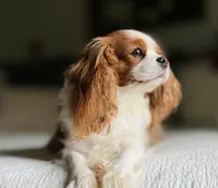 Emmy - AKC, a female Cavalier King Charles Spaniel for sale in West Bend, IA – 1 of 8