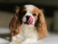 Emmy - AKC, a female Cavalier King Charles Spaniel for sale in West Bend, IA – 3 of 8