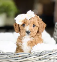 Emmy - AKC, a female Cavalier King Charles Spaniel for sale in West Bend, IA – 7 of 8