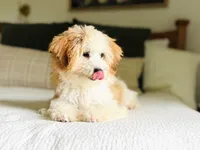 Pippy, a female Cavapoo for sale in West Bend, IA – 3 of 3