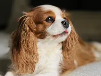 Emmy - AKC, a female Cavalier King Charles Spaniel for sale in West Bend, IA – 2 of 8