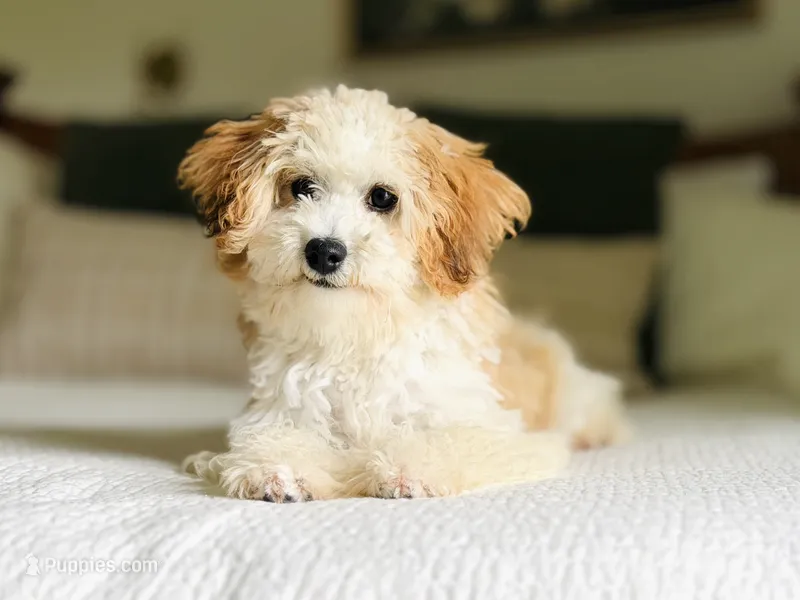 Pippy – Cavapoo puppy for sale in West Bend, IA