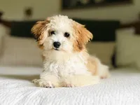 Pippy, a female Cavapoo for sale in West Bend, IA – 1 of 3