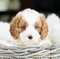 Emmy - AKC, a female Cavalier King Charles Spaniel for sale in West Bend, IA – 5 of 8