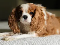 Emmy - AKC, a female Cavalier King Charles Spaniel for sale in West Bend, IA – 4 of 8