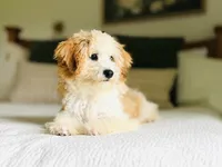Pippy, a female Cavapoo for sale in West Bend, IA – 2 of 3