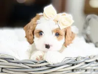 Emmy - AKC, a female Cavalier King Charles Spaniel for sale in West Bend, IA – 6 of 8