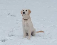 Ivy, a female Golden Retriever for sale in Princeton Junction, NJ – Photo 4 of 4
