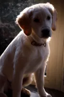 Ivy, a female Golden Retriever for sale in Princeton Junction, NJ – Photo 2 of 4