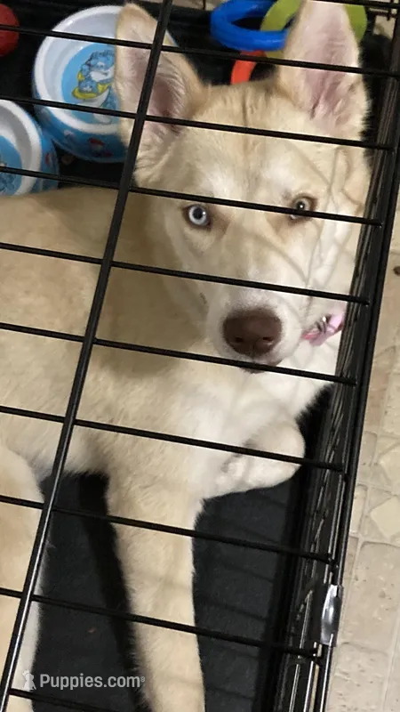 Skye – Siberian Husky puppy for sale in Greenfield, WI