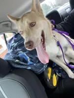 Skye, a female Siberian Husky for sale in Greenfield, WI – Photo 3 of 5