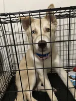 Skye, a female Siberian Husky for sale in Greenfield, WI – Photo 4 of 5