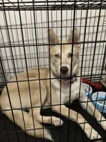 Skye, a female Siberian Husky for sale in Greenfield, WI – Photo 5 of 5