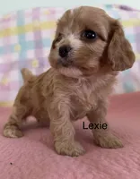 processed/3524a5fa-caab-47fe-ac6f-08e495b0b35d/facility/7c396bfe-cd28-42d1-8eee-b5c46a9061e4