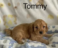 Tommy, a male Cavapoo for sale in Gilbertsville, PA – 2 of 6