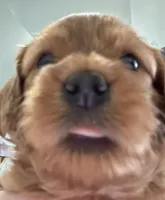 Cooper S Town, a male Cavapoo for sale in Gilbertsville, PA – Photo 7 of 8