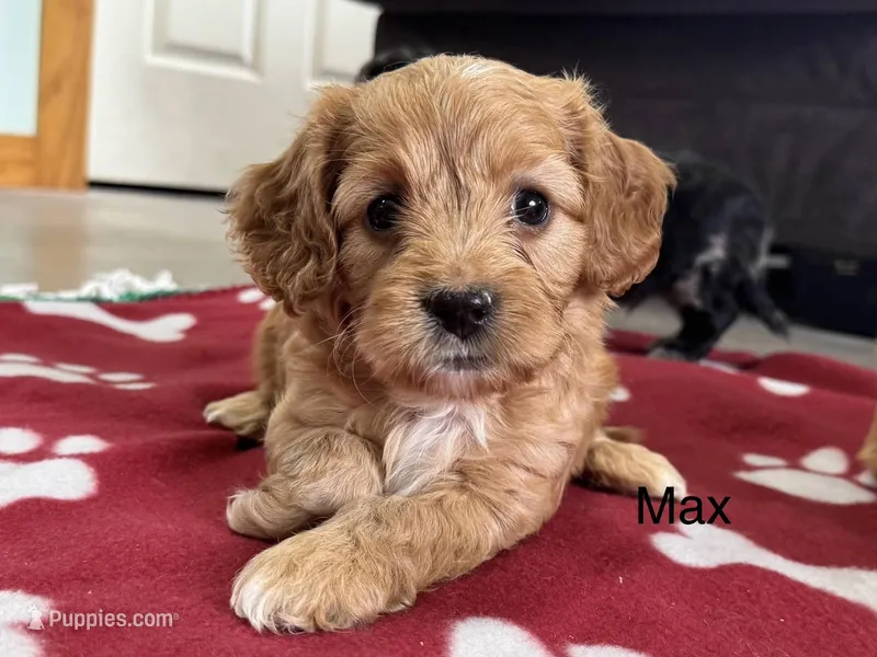 Max – Cavapoo puppy for sale in Gilbertsville, PA