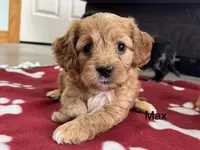Max, a male Cavapoo for sale in Gilbertsville, PA – Photo 1 of 6