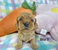 Cooper S Town, a male Cavapoo for sale in Gilbertsville, PA – Photo 6 of 8