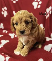 Max, a male Cavapoo for sale in Gilbertsville, PA – Photo 3 of 6