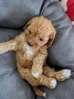 Max, a male Cavapoo for sale in Gilbertsville, PA – Photo 2 of 6