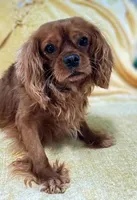 Cooper S Town, a male Cavapoo for sale in Gilbertsville, PA – Photo 2 of 8