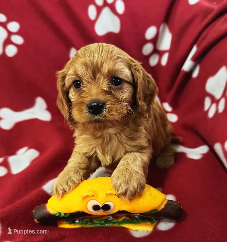 Cooper S Town – Cavapoo puppy for sale in Gilbertsville, PA