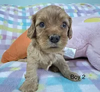 Cooper S Town, a male Cavapoo for sale in Gilbertsville, PA – Photo 5 of 8