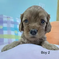 Cooper S Town, a male Cavapoo for sale in Gilbertsville, PA – Photo 4 of 8