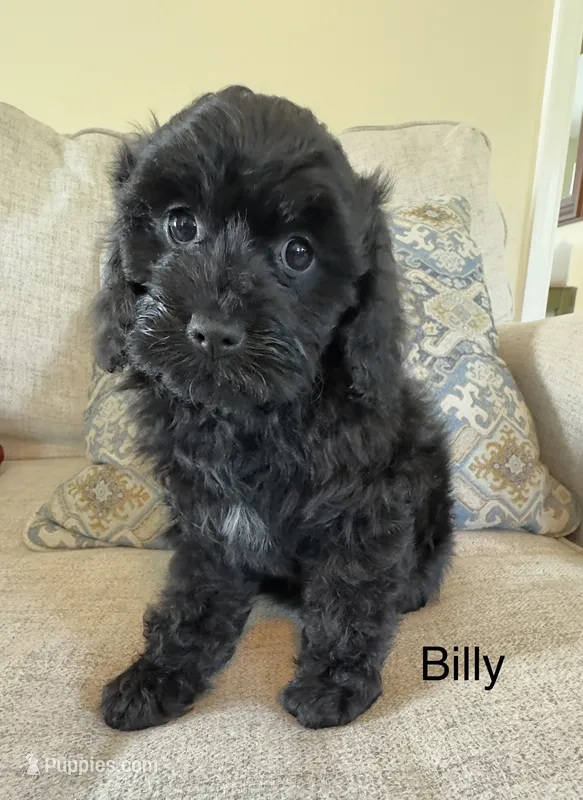 Billy – Cavapoo puppy for sale in Gilbertsville, PA