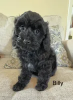 Billy, a male Cavapoo for sale in Gilbertsville, PA – 1 of 5
