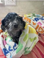 Pudge, a male Cavapoo for sale in Gilbertsville, PA – 2 of 5