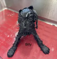 Billy, a male Cavapoo for sale in Gilbertsville, PA – 2 of 5