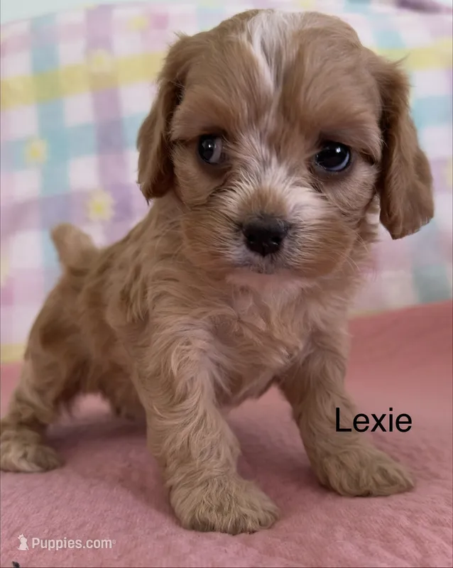 Lexie