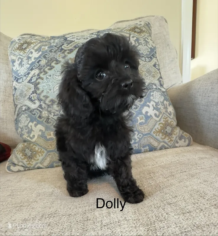Dolly – Cavapoo puppy for sale in Gilbertsville, PA