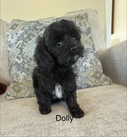 Dolly, a female Cavapoo for sale in Gilbertsville, PA – 1 of 4