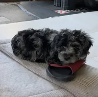 Charlie , a male Cavapoo for sale in Gilbertsville, PA – 1 of 7